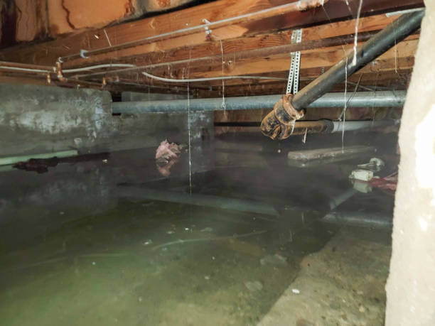 Best Carpet water damage restoration  in Newfield, NJ