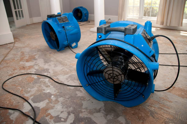 Best Water damage cleanup near me  in Newfield, NJ